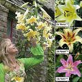 Tree Lily Collection