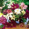 Clematis - Large-flowered Collection Clematis - Large-flowered Collection
