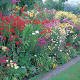 Perennial Cottage Garden Bumper Pack A & B Perennial Cottage Garden Bumper Pack A & B