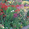 Cottage Garden Perennials - Bumper Packs 1 & 2 Cottage Garden Perennials