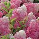 Hydrangea paniculata Vanilla Fraise Hydrangea paniculata Vanilla Fraise