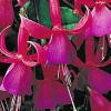 Fuchsia Beacon