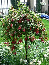 Mature standard Fuchsia - picture by Raul654, published here under GNU Free Documentation Licence