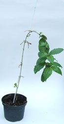 don't leave it too long between tying-in in case the stem snaps! - just in time here