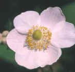 Japanese anemone, windflower