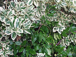 Plain green leaves will overtake a variegated plant completely