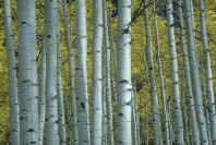 Young silver birch trees