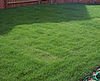 buy turf online