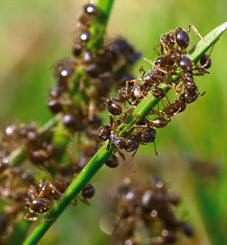 Ant Treatment : Natural Pest Control