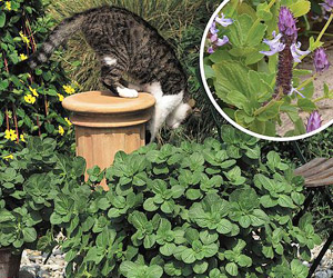 Cat best sale repellent plants