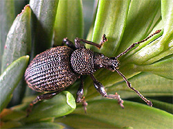 https://www.angliangardener.co.uk/green_up_your_fingers/vine_weevil.jpg