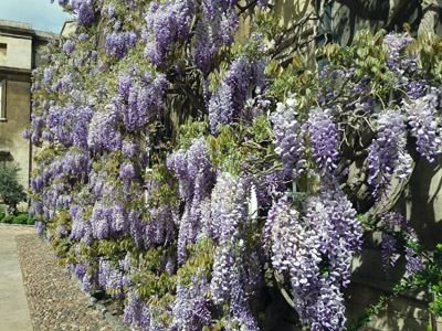 Wisteria, Christs College Cambridge