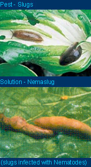 Nemaslug biological slug and snail control