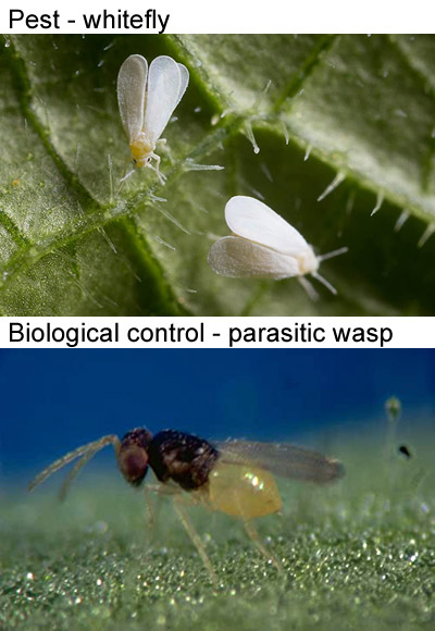 Whitefly biological control