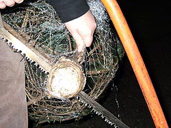 Take a slice off the trunk to allow water to go up more easily