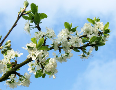 apple blossom