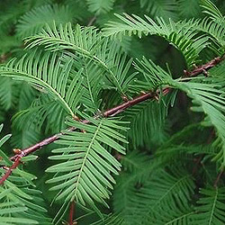 Metasequoia glyptostroboides / Dawn Redwood