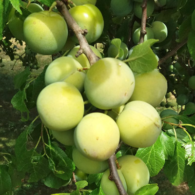 greengages