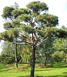 Scots Pine - Pinus sylvestris