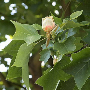 Tulip tree - Liriodendron tulipifera